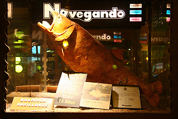Record photograph for Salminus brasiliensis